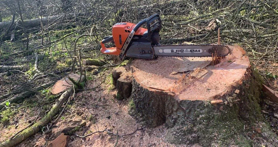 Stump removal using chainsaw, tree surgery in North Norfolk