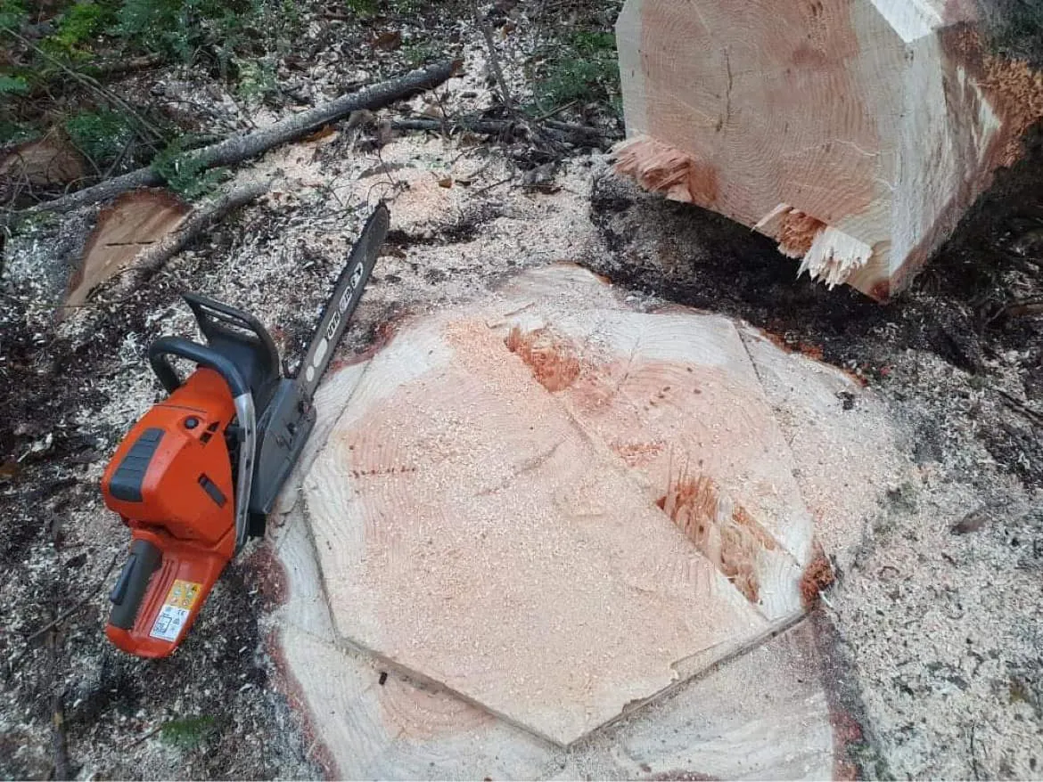 Chainsaw work on tree stump, stump grinding in North Norfolk