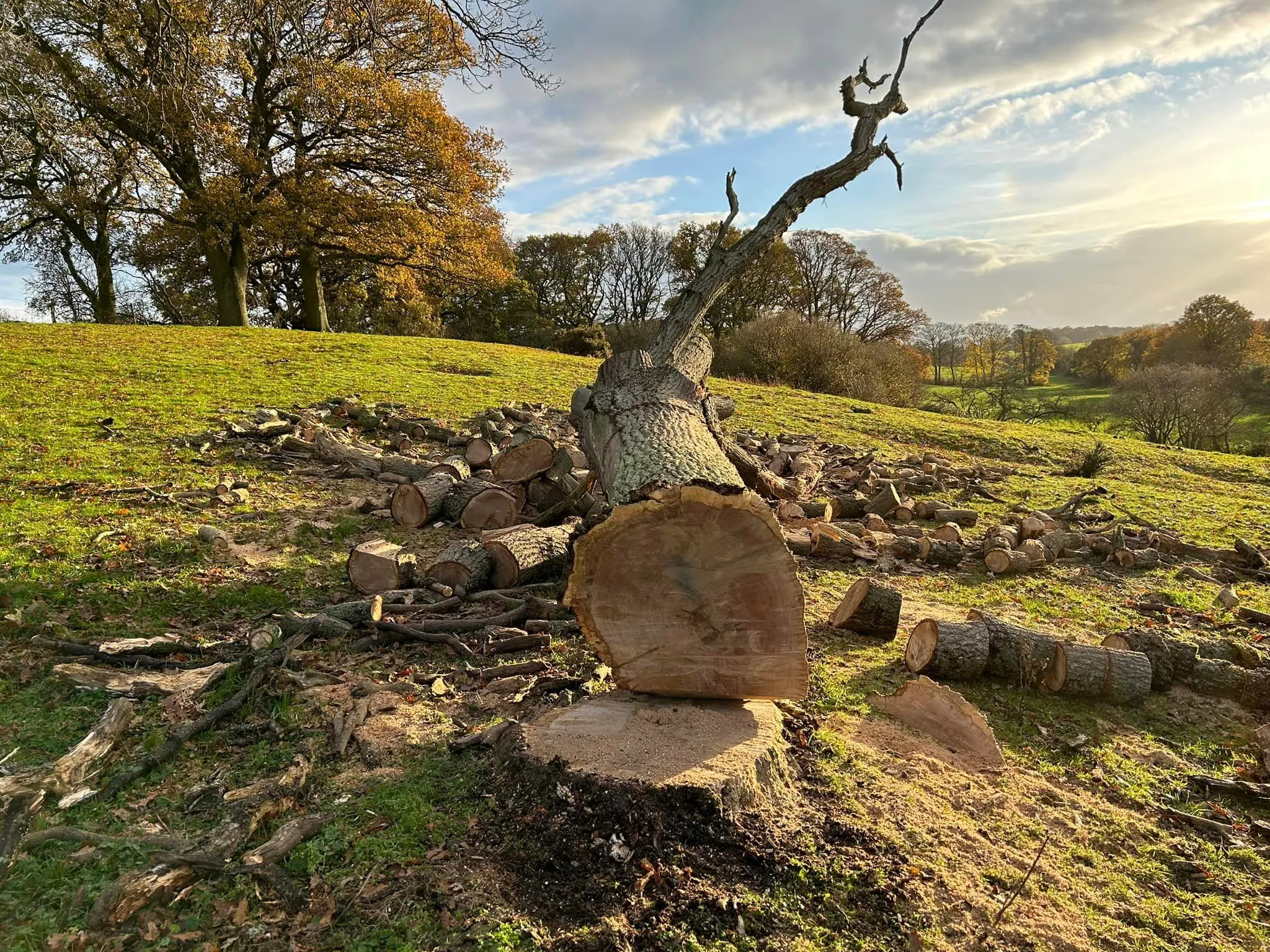 Tree felling and timber processing in North Norfolk