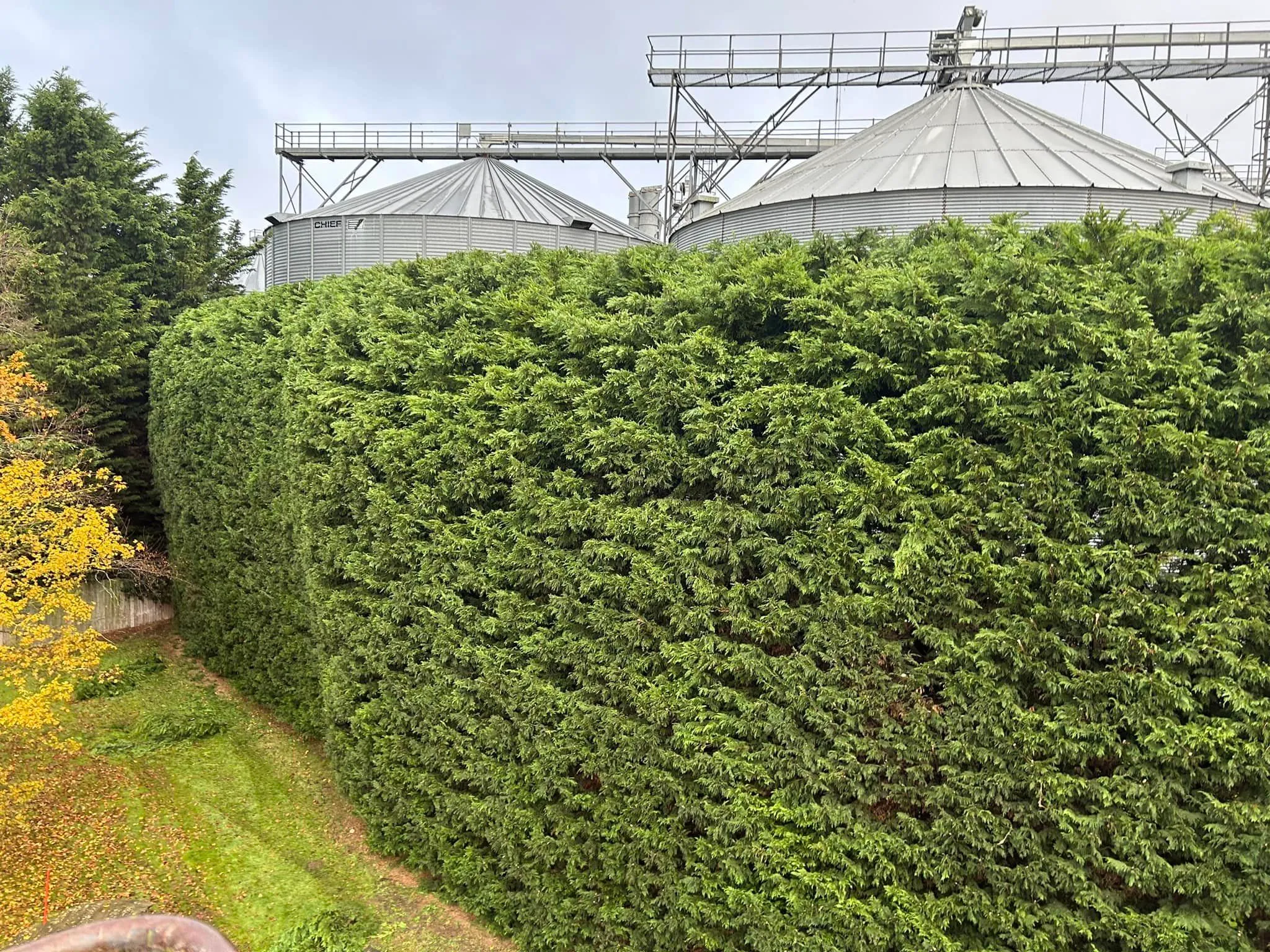 Large commercial hedge trimming in North Norfolk