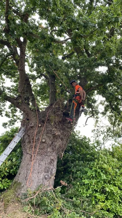 Isaac climbing a tree in North Norfolk