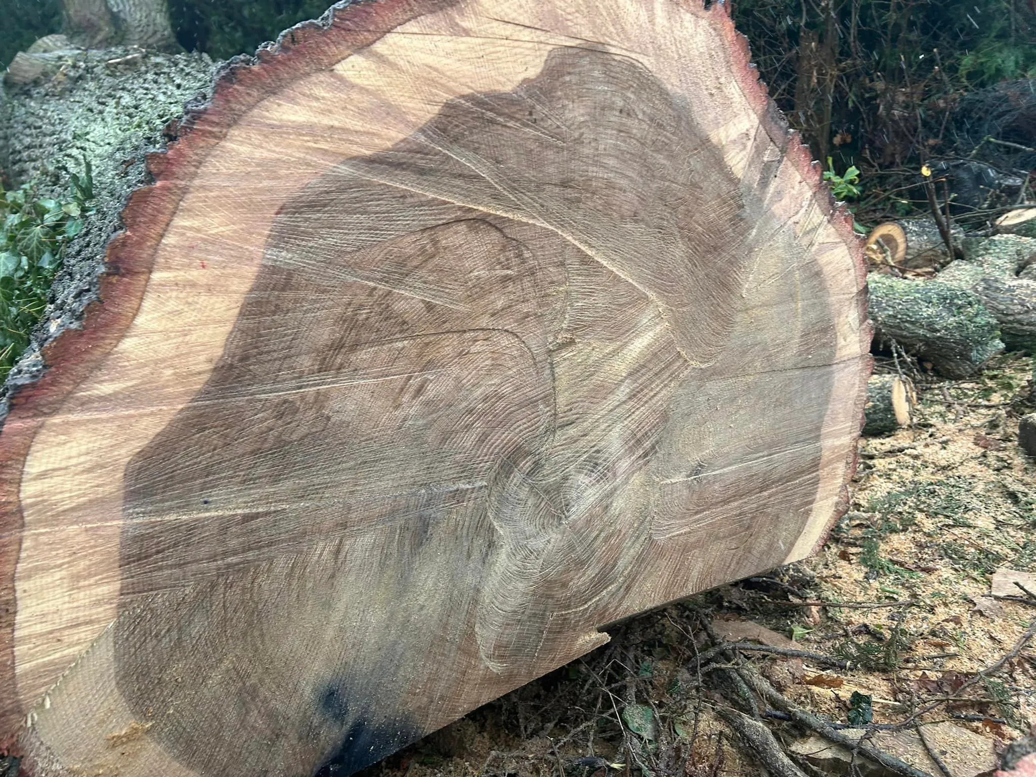 Large tree felling, tree removal service in North Norfolk