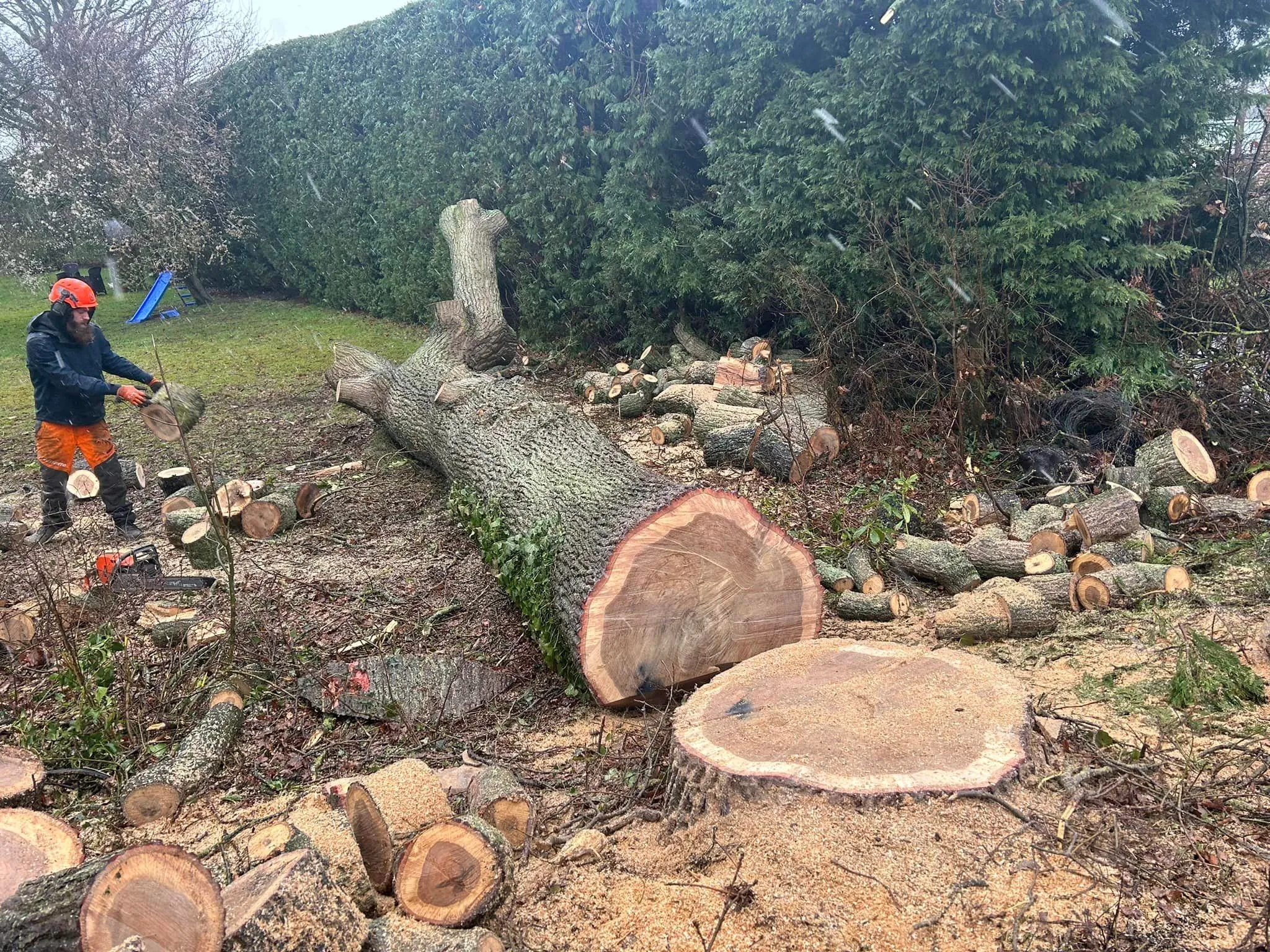 Large tree removal and felling in North Norfolk