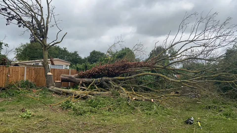 Major tree felling operation in North Norfolk