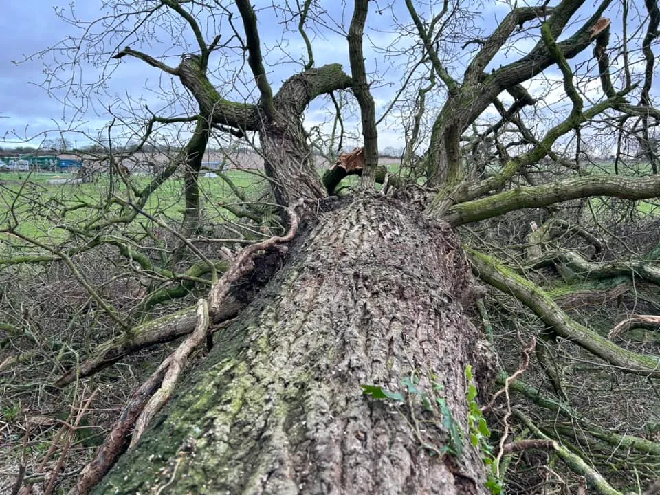 Felling of large specimen tree in North Norfolk