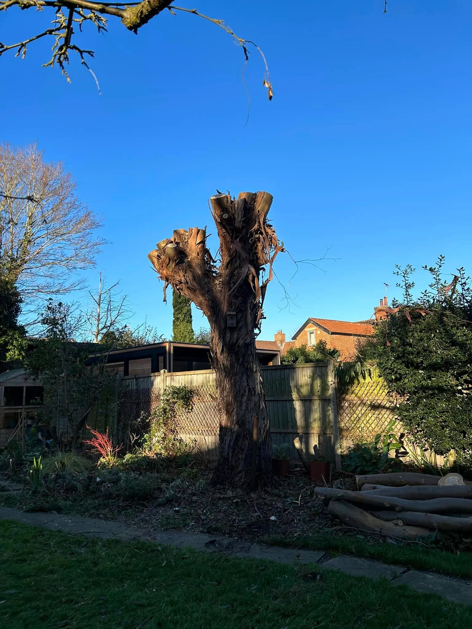 Tree pruning completed on large specimen, North Norfolk