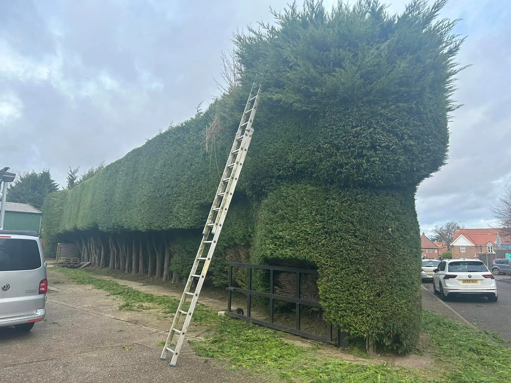 Neatly cut hedge, professional hedge trimming in North Norfolk
