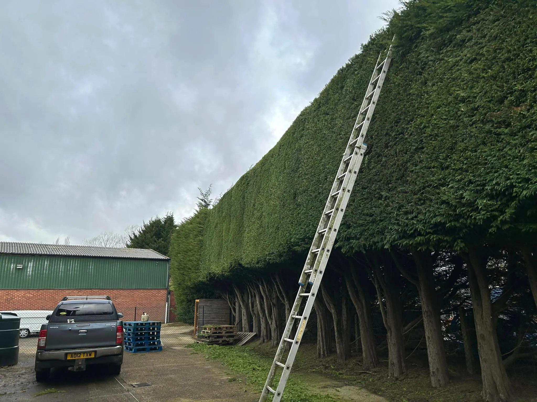 Hedge cutting and maintenance service in North Norfolk