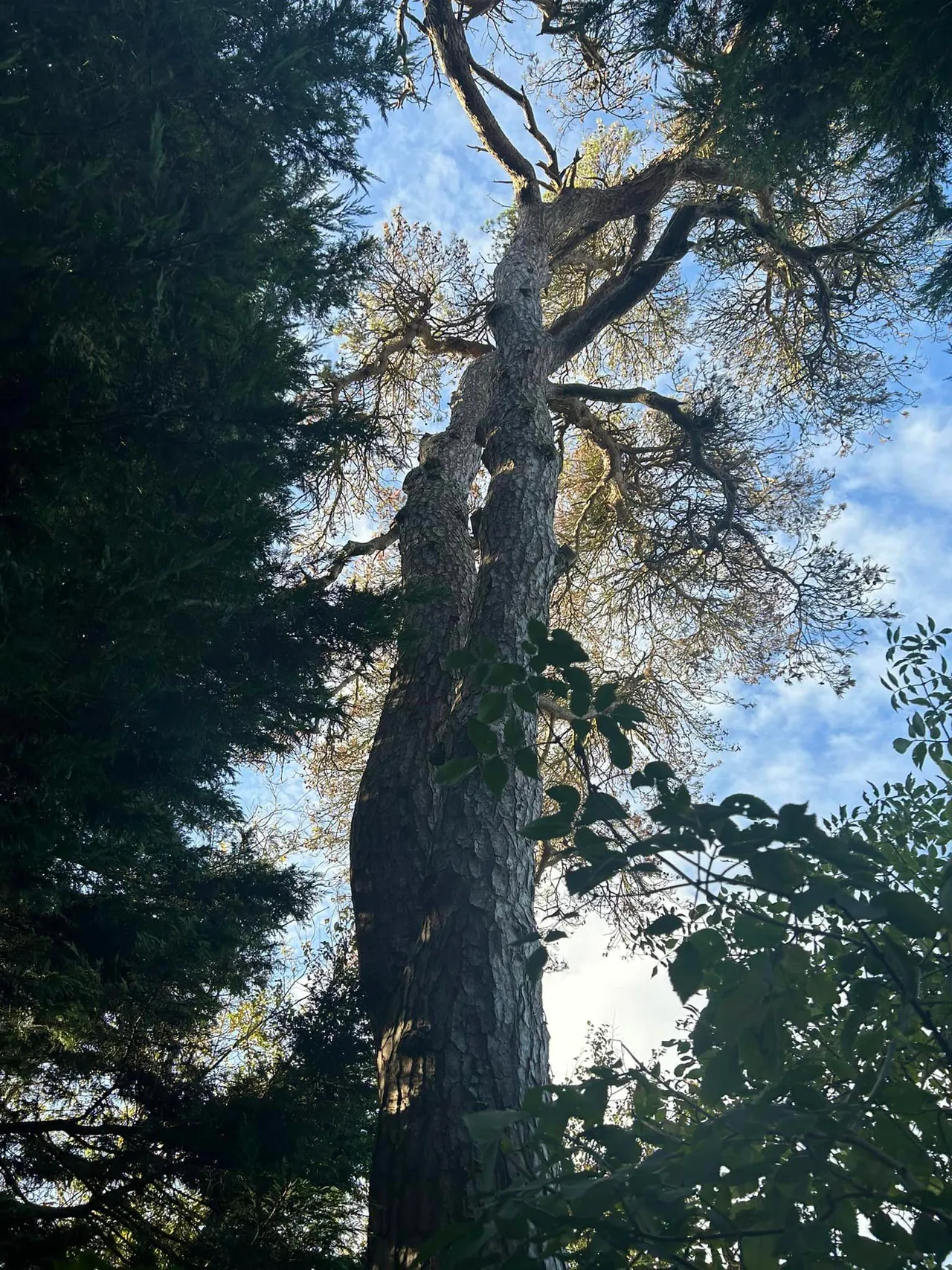 Tree with crown reduced showing clean pruning cuts in North Norfolk