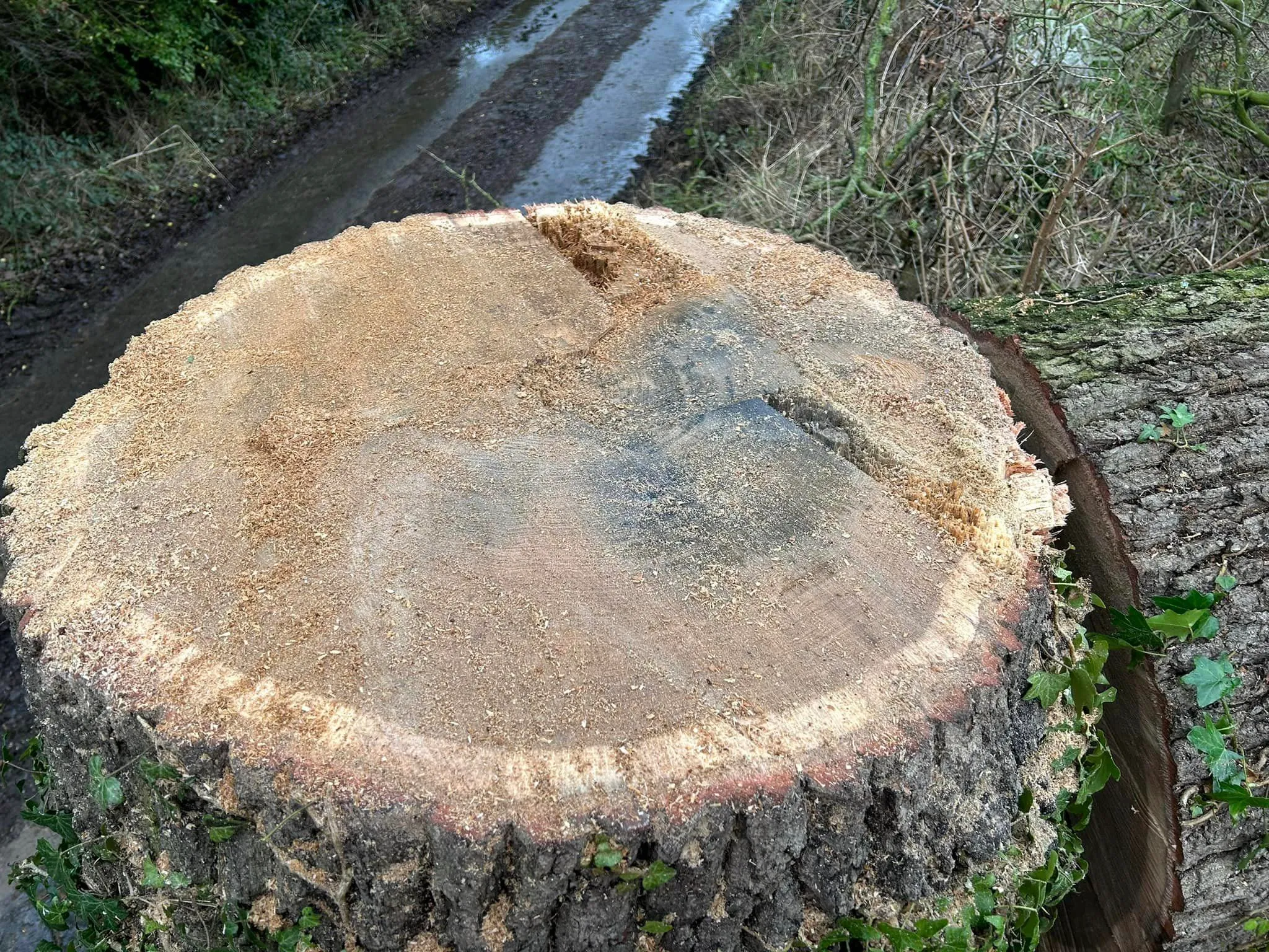 Stump grinding and removal service in North Norfolk