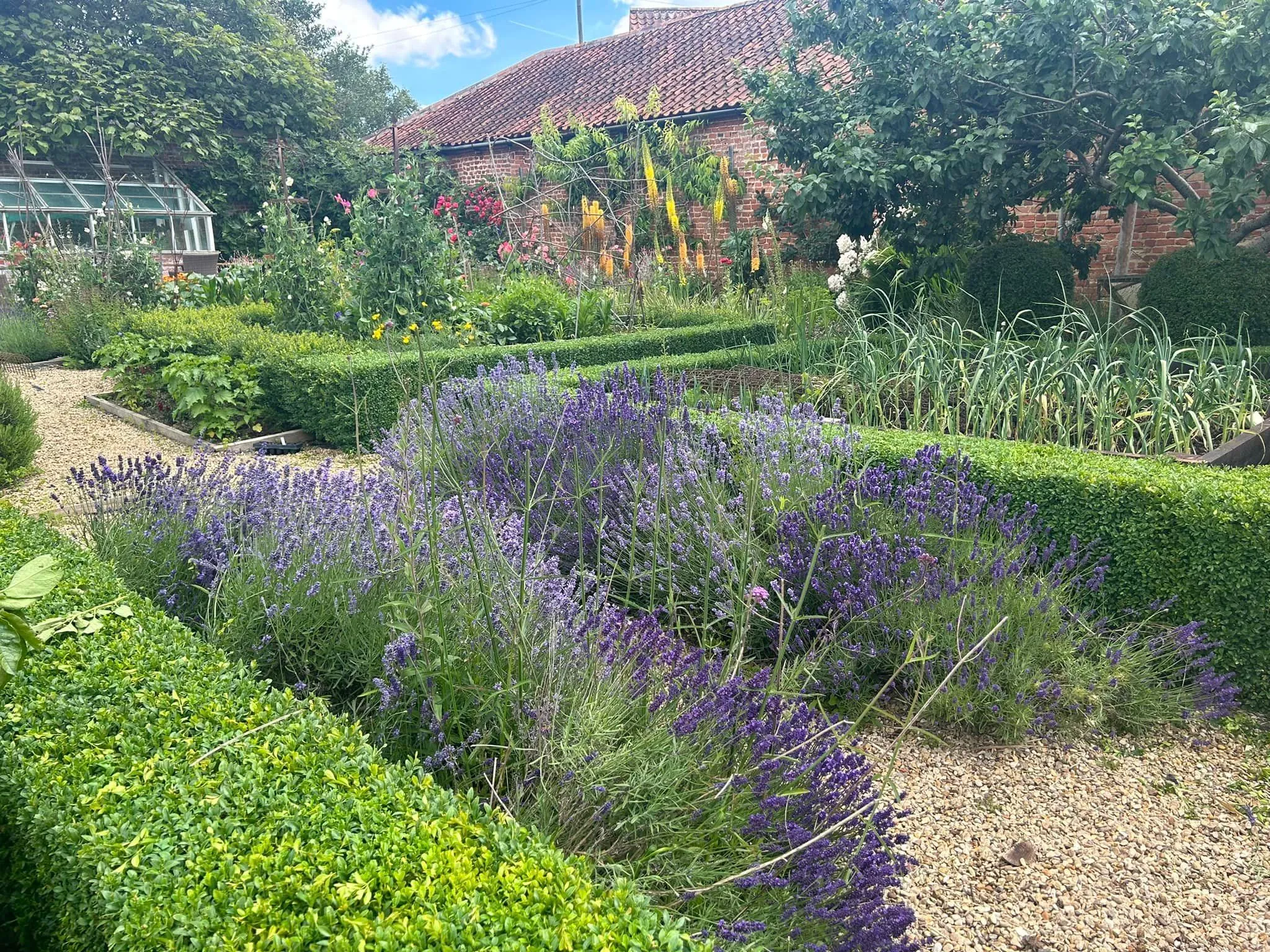 Trimmed hedgerows, hedge management in North Norfolk