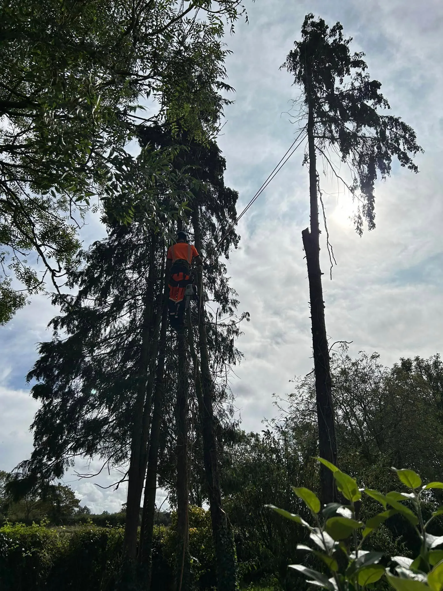 Aerial tree surgery, arborist at height in North Norfolk