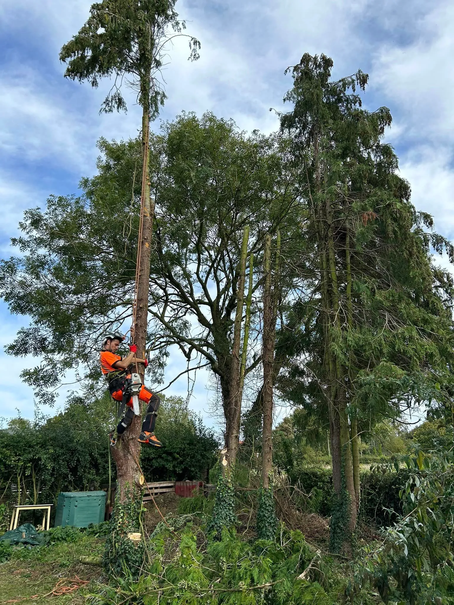 Tree surgeon climbing, professional tree surgery in North Norfolk