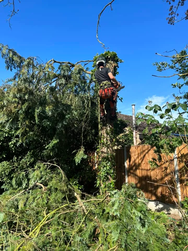 Tree surgeon carrying out crown reduction in North Norfolk