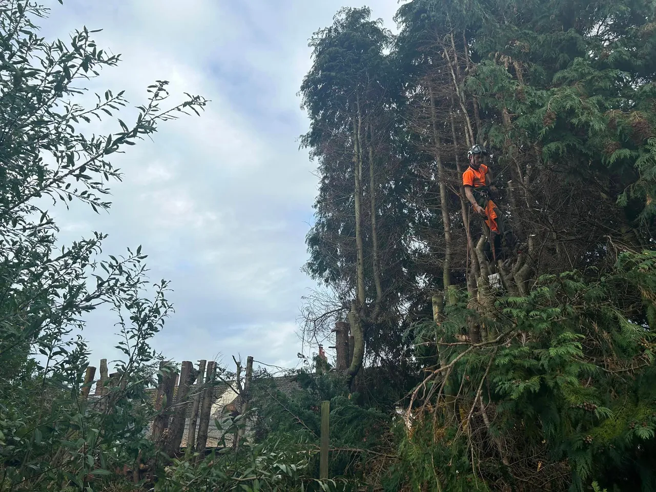 Tree surgeon working at height in North Norfolk