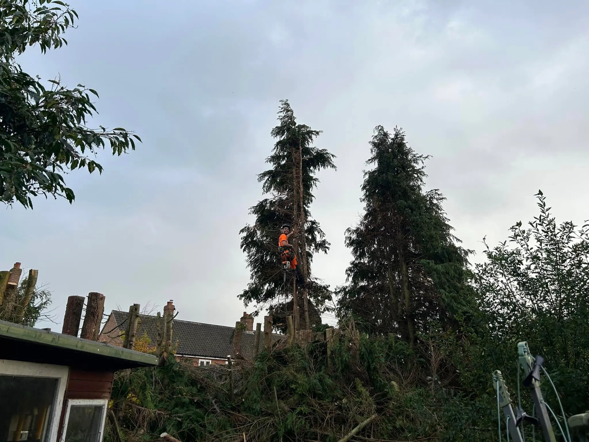 Tree surgeon pruning branches, pruning service in North Norfolk