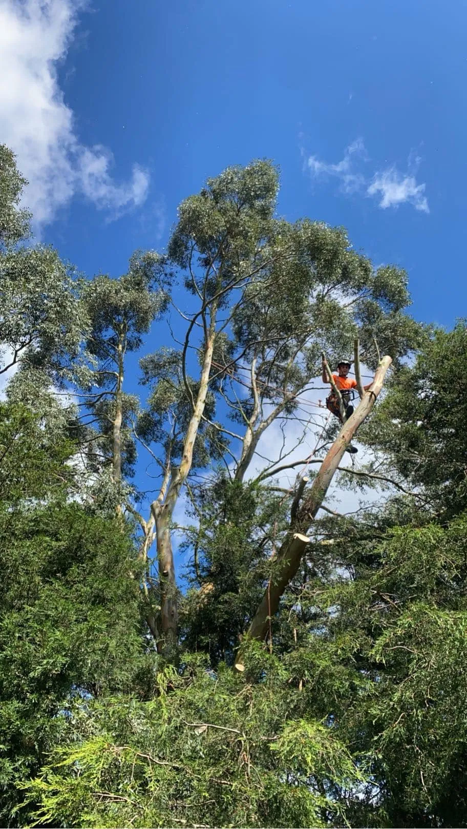 Arborist carrying out tree pruning in North Norfolk